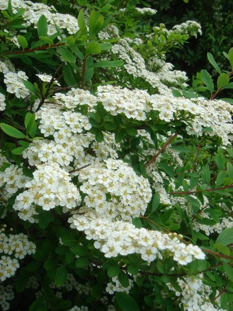 Spiraea nipponica 'Snowound' 2